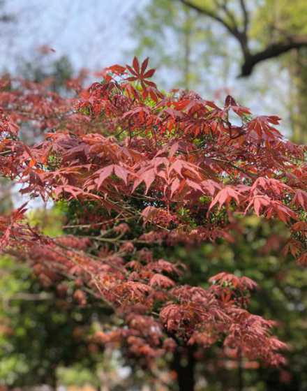 红枫什么时候开花季节 红枫会开花吗