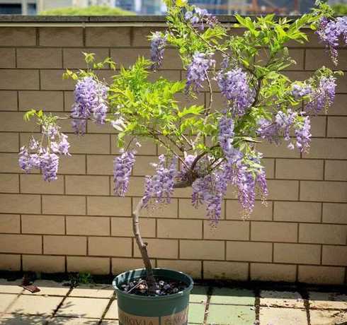 什么季节种紫藤树苗好 紫藤什么时候种植