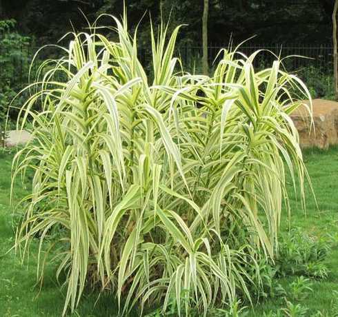 花叶芦竹的花什么颜色 花叶芦竹是一种什么植物