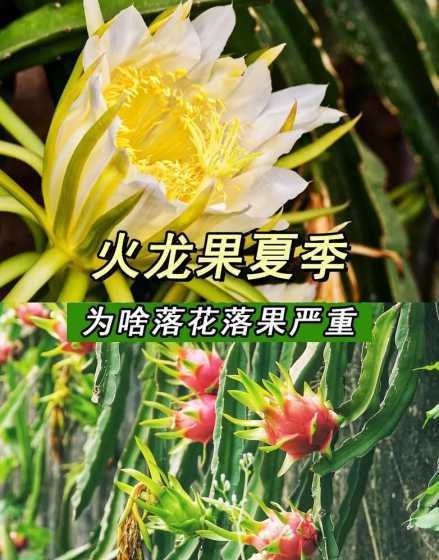 为什么种火龙果会掉花 火龙果崎形花的原因是什么