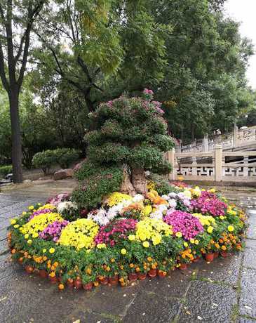 九月份花坛花卉有哪些 花坛一般种植什么花卉