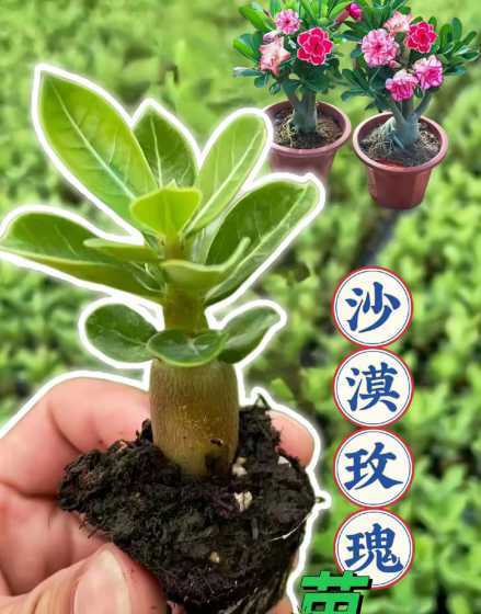 沙漠梅桂花怎么繁殖养 什么花最好养活且鲜艳