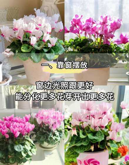 仙客来怎么养殖开花多 如何使仙客来多开花,长势好