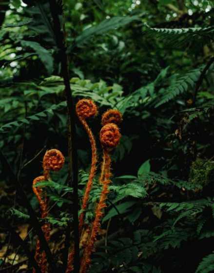 蕨类植物怎么提高湿度 蕨类植物的养殖方法 蕨类植物怎么养