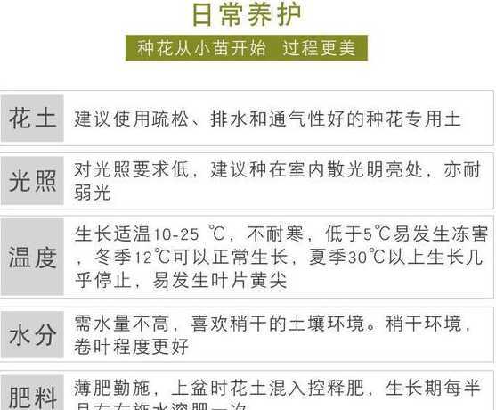 冬天吊兰怎么养才茂盛 岁岁红吊兰怎么养才茂盛