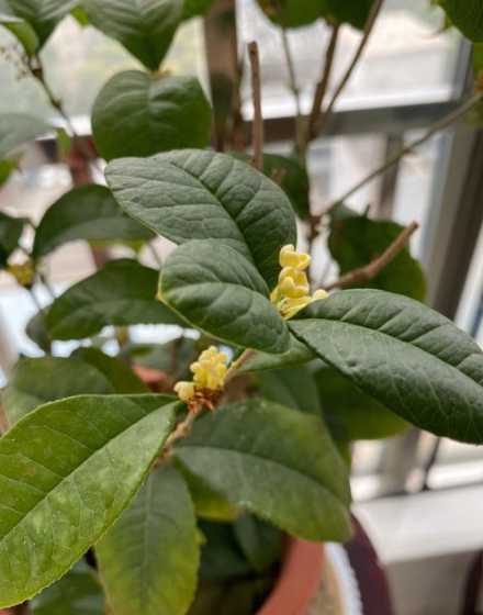 桂花提前开花什么预兆 桂花开花有什么寓意