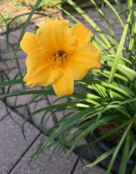 萱草花盆怎么养殖方法 萱草花怎么种(盆栽萱草的种植方法)