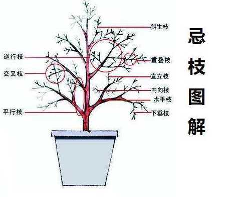 盆栽植物怎么修剪造型 怎么给盆栽花卉修剪、整型