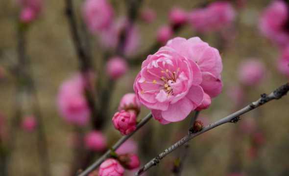 像榆树红叶子是什么花 这种植物叫什么