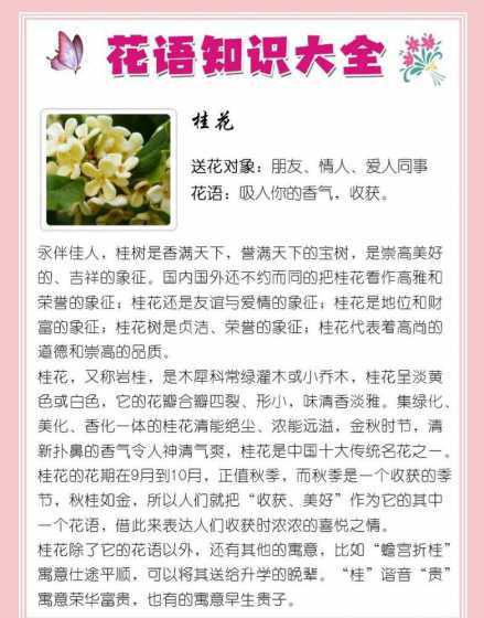 桂花的花语是什么样子 桂花的花语和寓意是什么