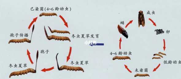 怎么才能使草长出虫子 草虫子在家里怎么处理 家里有草虫子怎么办