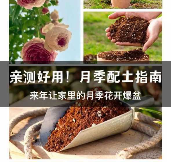 鲜花的营养土怎么配制 盆栽梅花怎么养