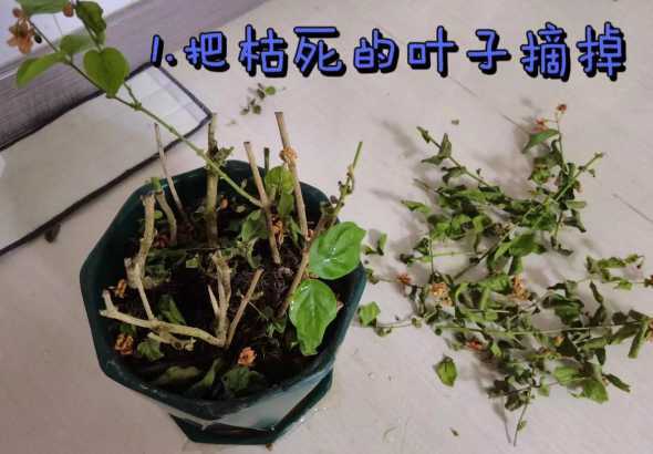 花草要枯萎怎么样能救活 花草枯萎是什么意思呀