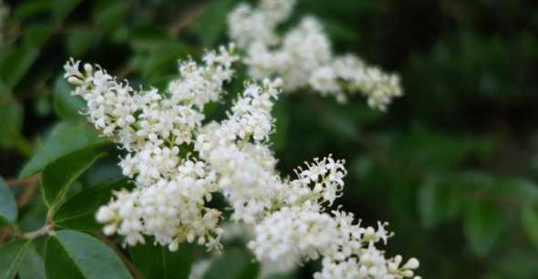 米兰开花什么颜色的花 米兰花什么时候开花