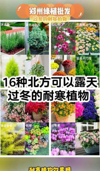 冬天怎么保护怕冷植物 冬季花卉怎么防冻