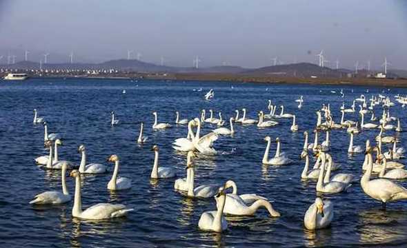 天鹅湖公园有什么景点 贵州遵义景点:天鹅湖人民公园景点介绍