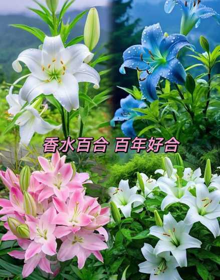 香水百合为什么不长花 香水百合花没开花前要掐头吗