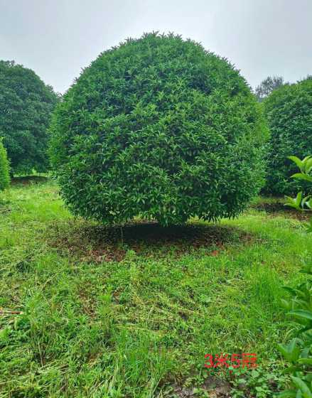 市场哪里有收购桂花树 桂花树种子可以做药材吗