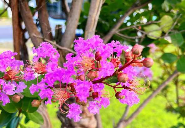 紫薇花树多少钱20年 探秘紫薇花树:品种、产地、特点和养护