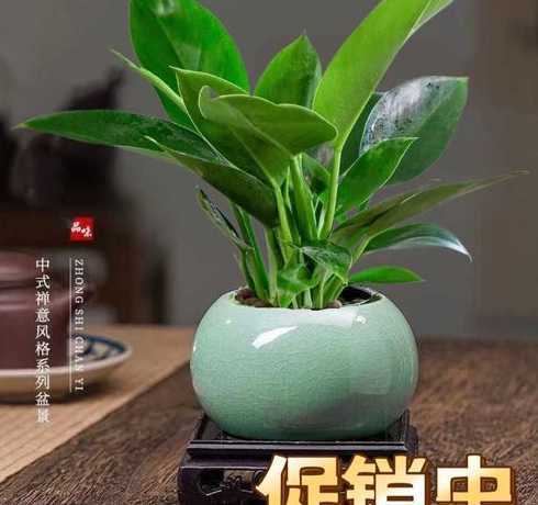 绿色盆栽用什么土合适 盆栽花卉最适合什么土壤,好土养好花