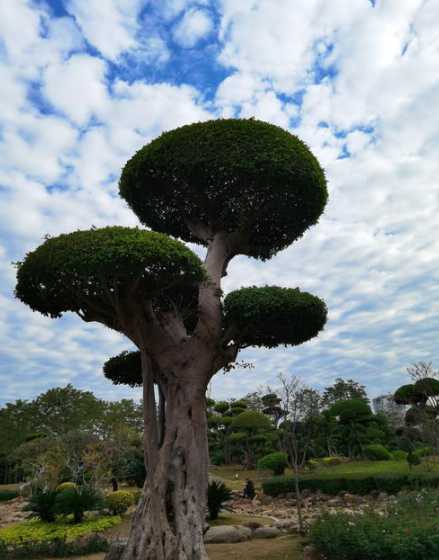 一级植物风景树有哪些 风景树有哪些品种