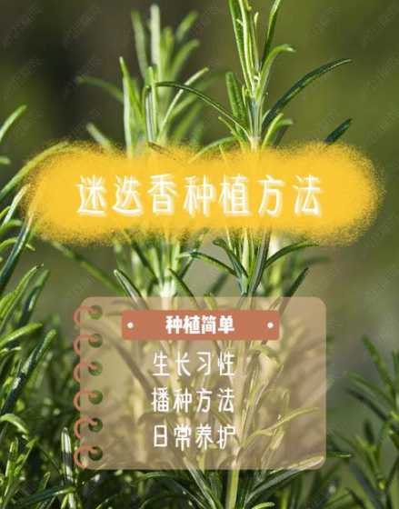 种植的迷迭香怎么使用 如何种植迷迭香迷秩香种植方法