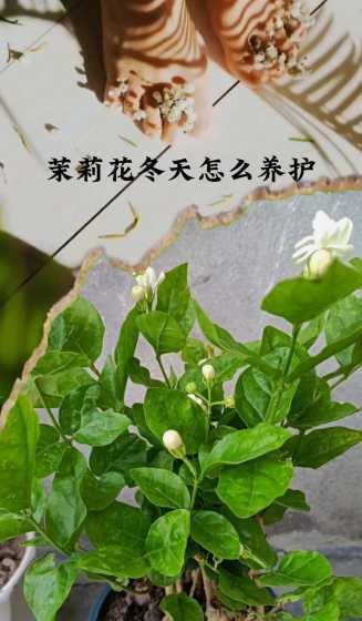 盆栽茉莉北方怎么过冬 茉莉花冬天怎么过冬