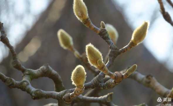 白兰花什么时候发新芽 白兰花是什么时候开花