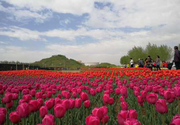 银川都适合种植什么花 银川适合养什么花