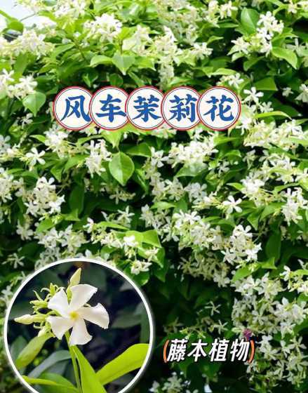 茉莉风车什么时间开花 风车茉莉花期在几月份 什么时候开花