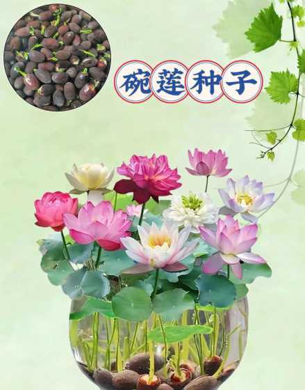 碗莲开花时间为什么短 碗莲怎么不开花