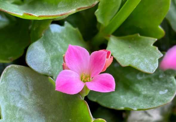 粉色长寿花单瓣叫什么 花友们谁知道这棵长寿花叫什么名字吗