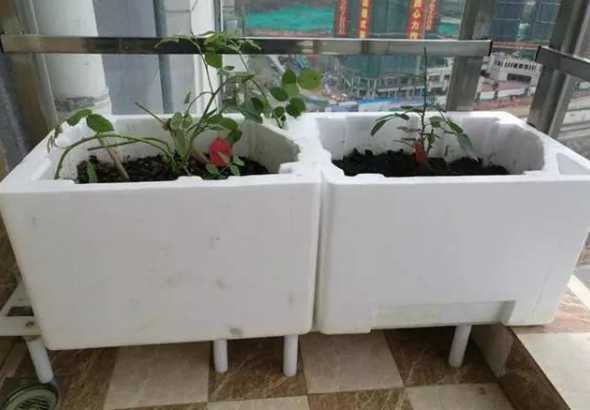 泡沫塑料花盆养什么花 花盆底部垫什么好