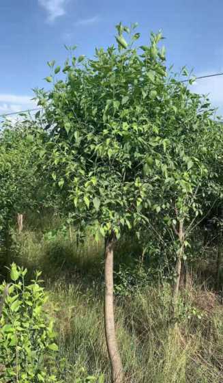 丝棉木种植是什么行业 丝棉木种植前景怎么样丝棉木的种植技术是什么