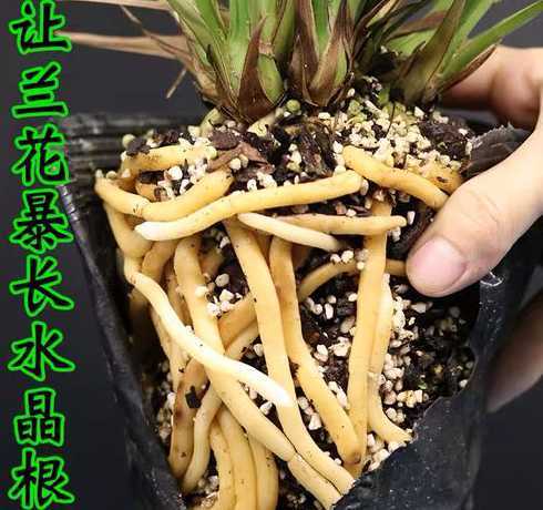 种植兰花用什么土壤好 兰花用什么土栽培