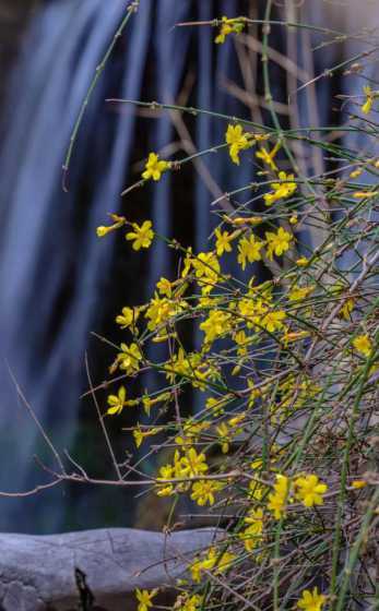 迎春花在什么时节开花 迎春花在一天中什么时间开放