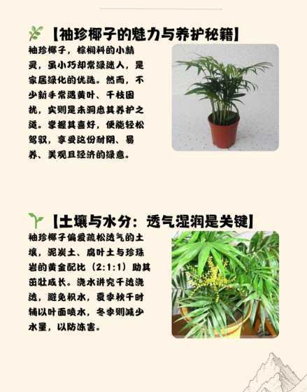 袖珍椰子怎么养都不长 袖珍椰子长太高怎么办