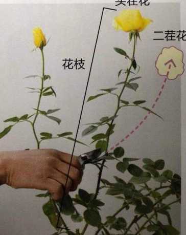 这个季节蔷薇怎么修剪 蔷薇花怎么修剪(蔷薇修剪时间和方法)