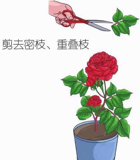 玫瑰花该怎么种植方法 种植玫瑰花怎么弄