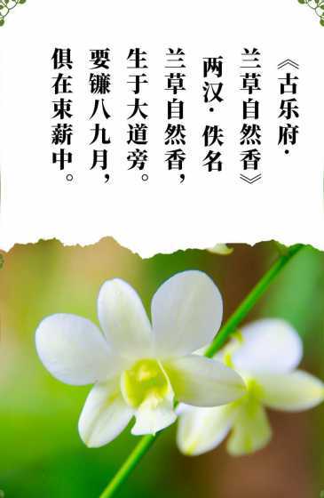 青兰的花语是什么意思 7月20日花语:青兰,生日花语顺从