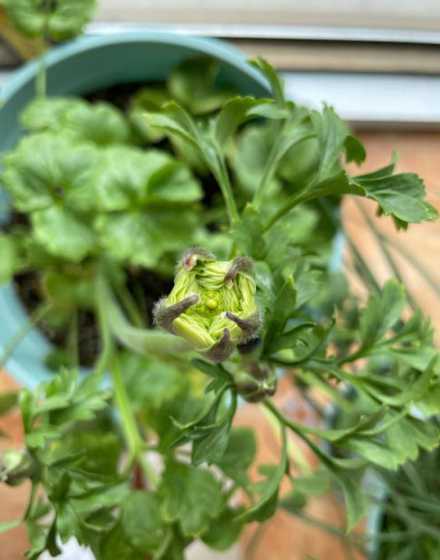 花毛茛花垂下来为什么 花毛茛蔫倒了怎么办