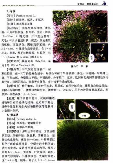 草坪建植分为哪些类型 草坪建植方法有哪些