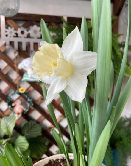 洋水仙开花后怎么处理 黄水仙开完花后怎么处理