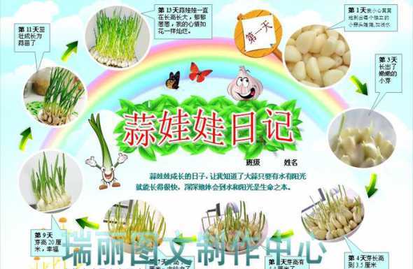 大蒜种植什么时候出来 大蒜一般在什么时候种植