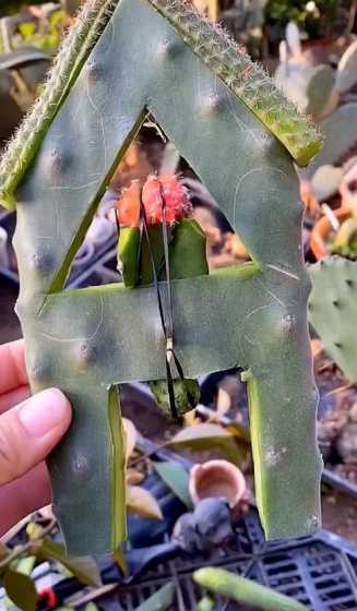 三角嫁接仙人球怎么养 一种嫁接到三角菱上的彩色仙人球,这种植物会长大吗好养吗