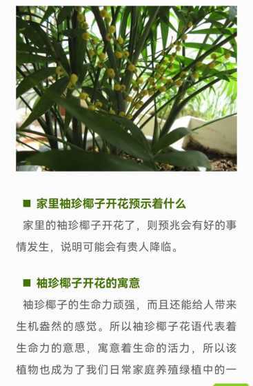 袖珍椰子开花怎么结果 袖珍椰子开花什么预兆