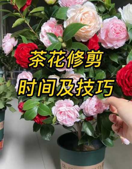 修剪花枝什么时间合适 月季花什么时候剪枝最合适