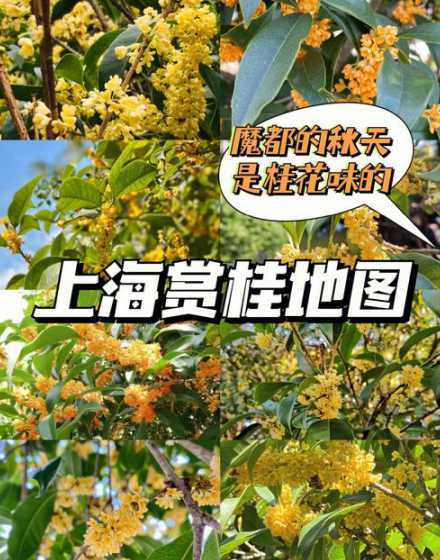 上海桂花什么时候移栽 桂花树移栽什么季节最好