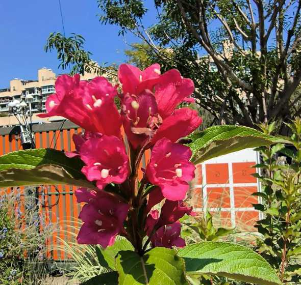 火王子锦带花花期多久 红王子锦带一年开几次花,花期是多久呢