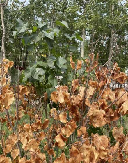 盆栽丁香花为什么枯了 丁香花盆栽养护技巧